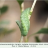 athamanthia japhethica larva4b
